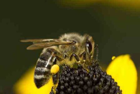 Impacts of Neonicotinoid Insecticides on Biodiversity Image